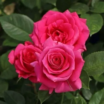 Саженцы роз ЛАВ ЛЕТТЕР флорибунда  Саженцы роз ЛАВ ЛЕТТЕР флорибунда в Улан-Удэ