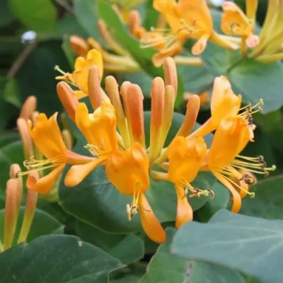 Жимолость ТЕЛЬМАНА в Улан-Удэ