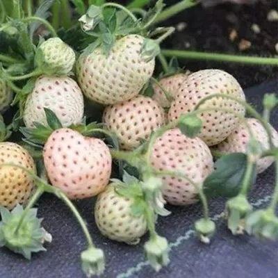 Клубника АНАНАСА ремонтантная в Улан-Удэ