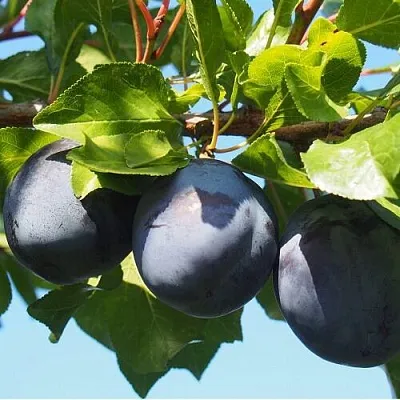 Слива ВОЛАТ  Слива ВОЛАТ в Улан-Удэ