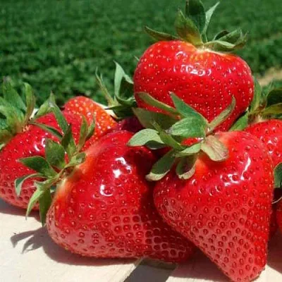 Клубника ДЖОЛИ  Клубника ДЖОЛИ в Улан-Удэ