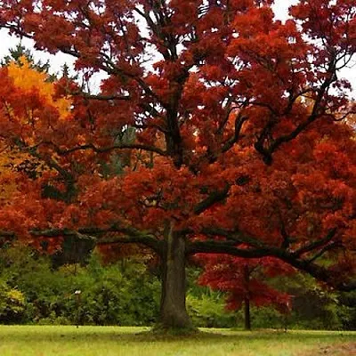 Дуб в Улан-Удэ