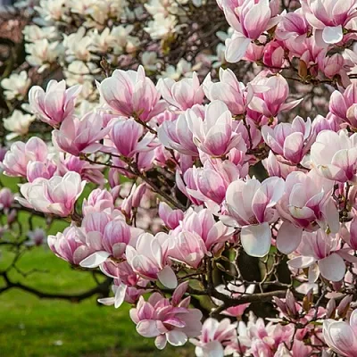 Магнолия  Магнолия в Улан-Удэ