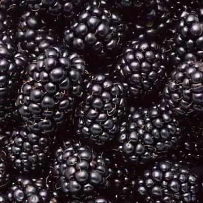 Ежевика ОРКАН бесшипная  Ежевика ОРКАН бесшипная в Улан-Удэ