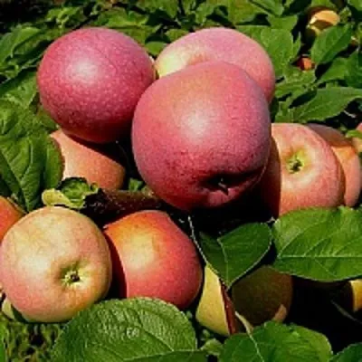 Яблоня СЛАВА ПОБЕДИТЕЛЯМ  Яблоня СЛАВА ПОБЕДИТЕЛЯМ в Улан-Удэ