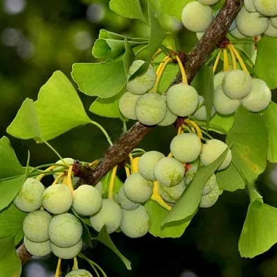 Гинкго билоба в Улан-Удэ