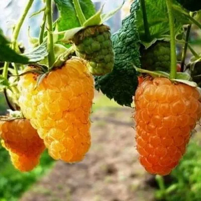 Малина ОРАНЖЕВОЕ ЧУДО  Малина ОРАНЖЕВОЕ ЧУДО в Улан-Удэ