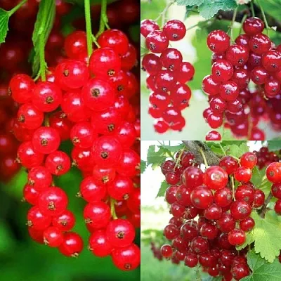 Комплект КРАСНЫЙ УРОЖАЙ в Улан-Удэ