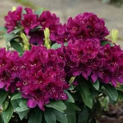 Рододендрон КАЛИ в Улан-Удэ