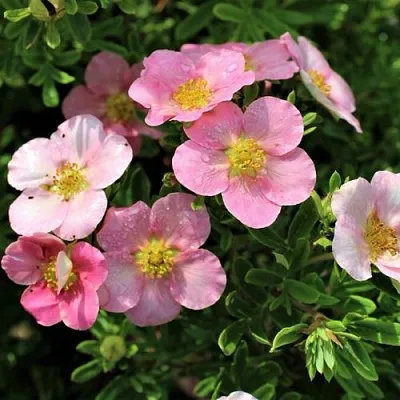 Лапчатка ЛАВЛИ ПИНК кустарниковая  Лапчатка ЛАВЛИ ПИНК кустарниковая в Улан-Удэ