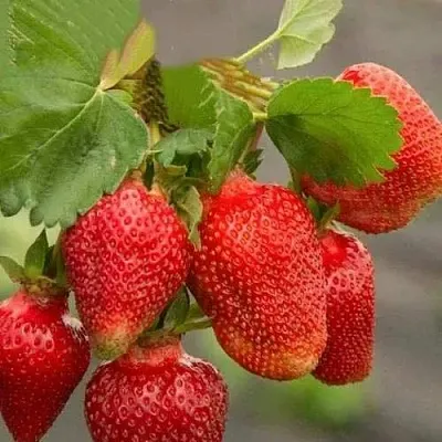 Клубника АЗИЯ  Клубника АЗИЯ в Улан-Удэ