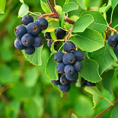 Ирга КОЛОСИСТАЯ в Улан-Удэ