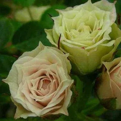 Саженцы роз ГРИН ДАЙМОНД миниатюрная  Саженцы роз ГРИН ДАЙМОНД миниатюрная в Улан-Удэ