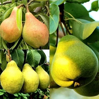 Комплект НАСТОЯЩИЙ ВОСТОРГ в Улан-Удэ