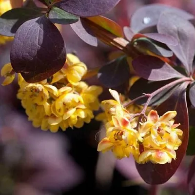 Барбарис  Барбарис в Улан-Удэ