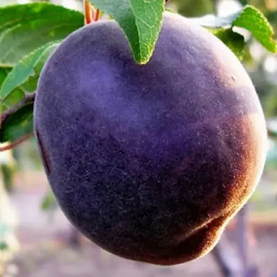 Абрикос ШЛОР ЦИРАН  Абрикос ШЛОР ЦИРАН в Улан-Удэ