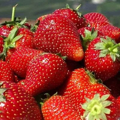 Клубника ПИРЧИНКЬЮ  Клубника ПИРЧИНКЬЮ в Улан-Удэ