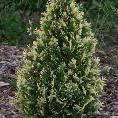 Туя БРАБАНТ ВАРИЕГАТТА западная — описание сорта Туя БРАБАНТ ВАРИЕГАТТА западная в Улан-Удэ