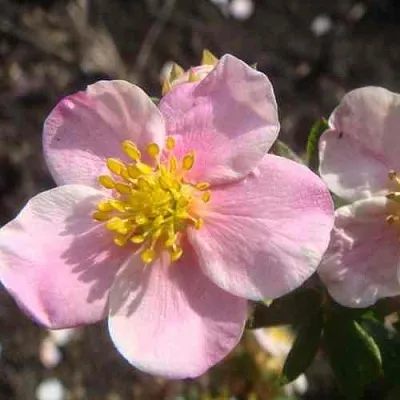 Лапчатка ПИНК КВИН кустарниковая  Лапчатка ПИНК КВИН кустарниковая в Улан-Удэ