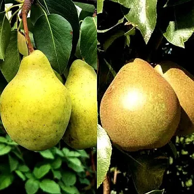 Комплект ДУЭТ в Улан-Удэ