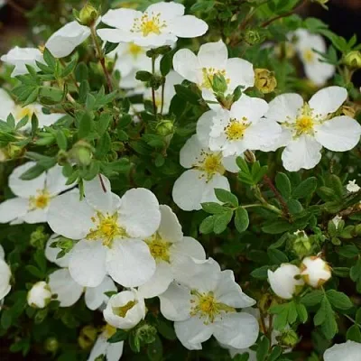 Лапчатка АББОТСВУД кустарниковая  Лапчатка АББОТСВУД кустарниковая в Улан-Удэ