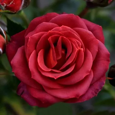 Саженцы роз ЧОКОЧИНО спрей  Саженцы роз ЧОКОЧИНО спрей в Улан-Удэ