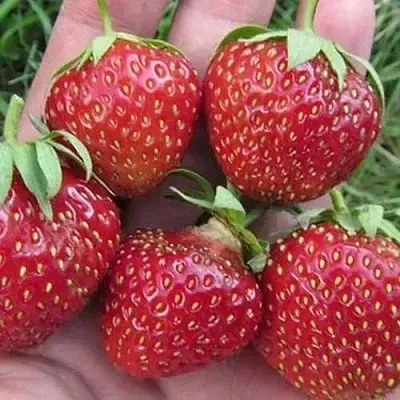 Клубника ВИМА ЗАНТА  Клубника ВИМА ЗАНТА в Улан-Удэ