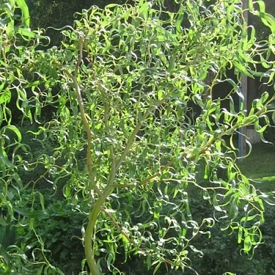 Ива МАТСУДАНА  Ива МАТСУДАНА в Улан-Удэ