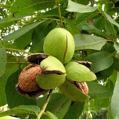 Грецкий орех  Грецкий орех в Улан-Удэ