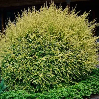 Жимолость  Жимолость в Улан-Удэ