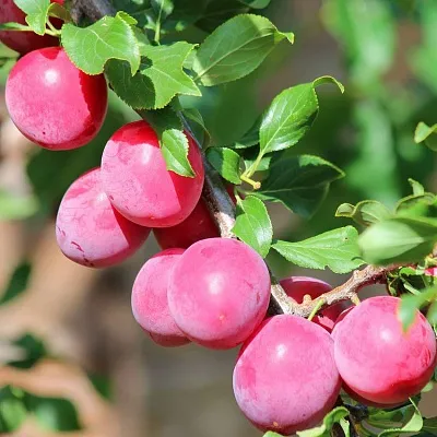 Алыча  Алыча в Улан-Удэ