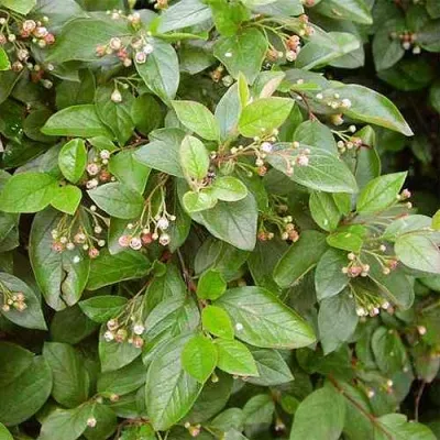 Кизильник блестящий в Улан-Удэ