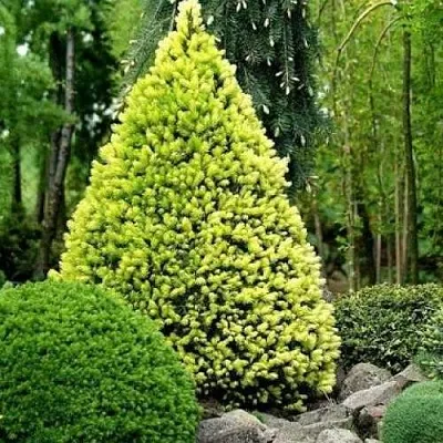 Ель РЕЙНБОУЗ ЭНД сизая  Ель РЕЙНБОУЗ ЭНД сизая в Улан-Удэ