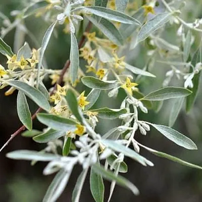 Лох  Лох в Улан-Удэ