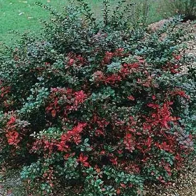 Барбарис РЕД ДЖЕВЕЛ средний   Барбарис РЕД ДЖЕВЕЛ средний  в Улан-Удэ