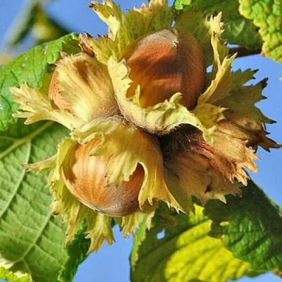 Фундук ТОНДА РОМАНА  Фундук ТОНДА РОМАНА в Улан-Удэ