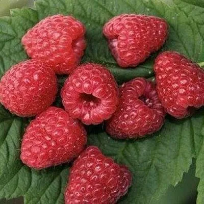 Малина ЗЮГАНА  Малина ЗЮГАНА в Улан-Удэ