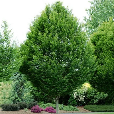 Граб в Улан-Удэ