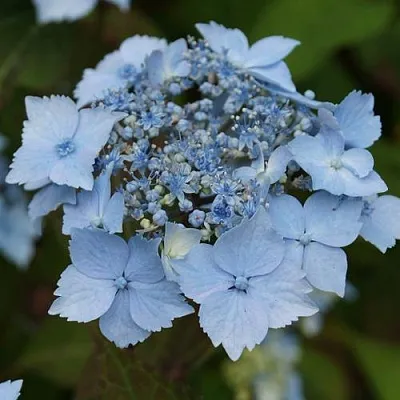 Гортензия БЛЮ ДЕКЛ пильчатая  Гортензия БЛЮ ДЕКЛ пильчатая в Улан-Удэ