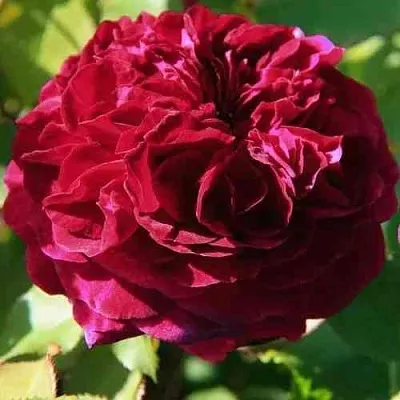 Саженцы роз ДИНО ДЕ ЛАУРЕНТИС шраб  Саженцы роз ДИНО ДЕ ЛАУРЕНТИС шраб в Улан-Удэ