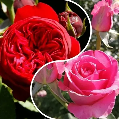 Комплект РОМАНТИЧЕСКИЙ БУКЕТ в Улан-Удэ