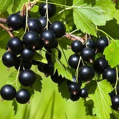 Смородина чёрная БЕЛОРУССКАЯ СЛАДКАЯ в Улан-Удэ