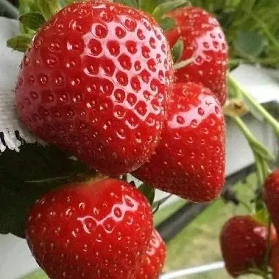 Клубника АРГЕНТЕРА  Клубника АРГЕНТЕРА в Улан-Удэ