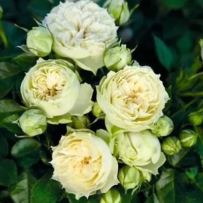 Саженцы роз БЛАНШЕТТ спрей  Саженцы роз БЛАНШЕТТ спрей в Улан-Удэ