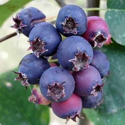 Ирга SLEYT в Улан-Удэ