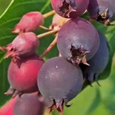 Ирга MANDAN в Улан-Удэ