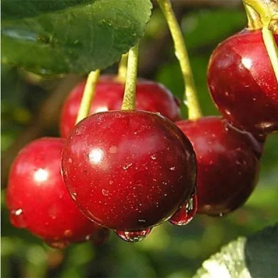 Дюк ПРЕВОСХОДНАЯ ВЕНЬЯМИНОВА  Дюк ПРЕВОСХОДНАЯ ВЕНЬЯМИНОВА в Улан-Удэ