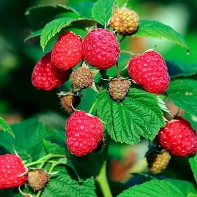 Малиновое дерево Малиновое дерево в Улан-Удэ