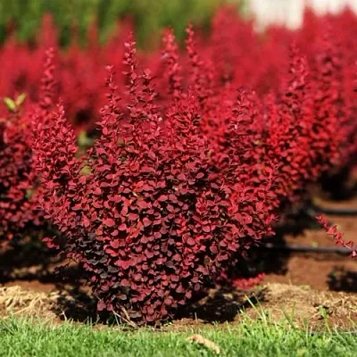 Барбарис ОРАНЖ РОКЕТ тунберга  Барбарис ОРАНЖ РОКЕТ тунберга в Улан-Удэ