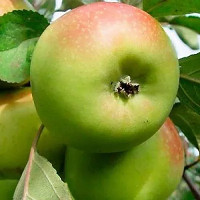 Яблоня БРАТ ЧУДНОГО стелющаяся  Яблоня БРАТ ЧУДНОГО стелющаяся в Улан-Удэ